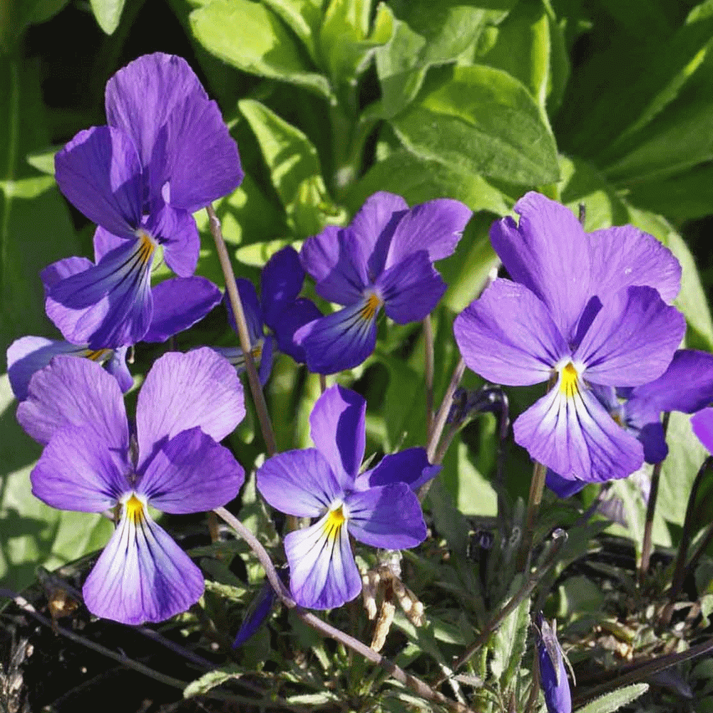 Wildflower Violet Flower Wild Purple Garden Switch Plate Outlet Cover 